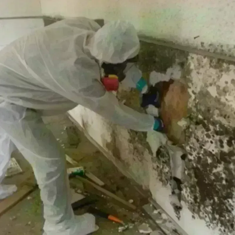 Mold Remediation and Removal in Dickeyville, WI